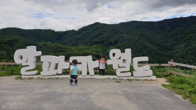 강원도 홍천 알파카월드 아이랑 다녀온 솔직 후기