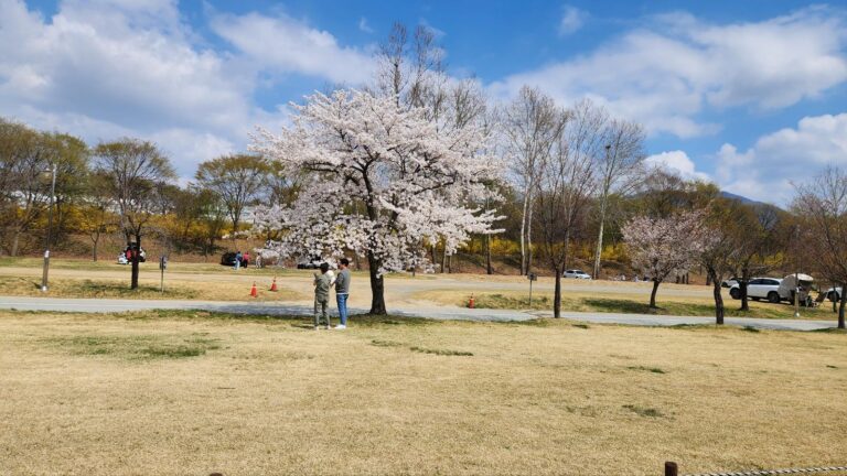 미사한강공원 벚꽃 봄 나들이 | 한강 벚꽃 산책로 완벽 가이드