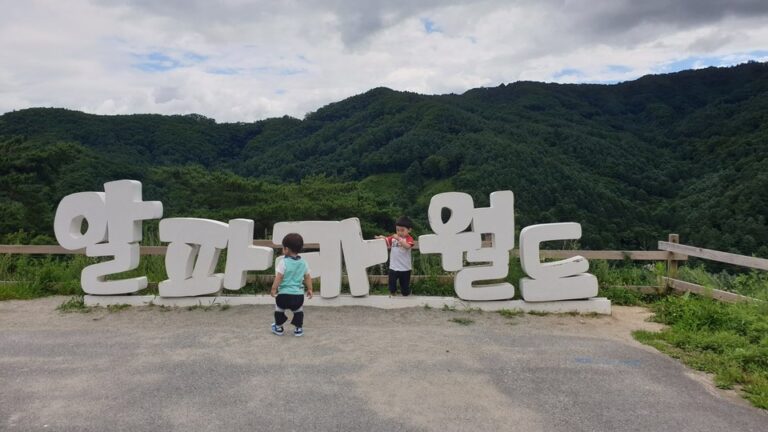 강원도 홍천 알파카월드 아이랑 다녀온 솔직 후기