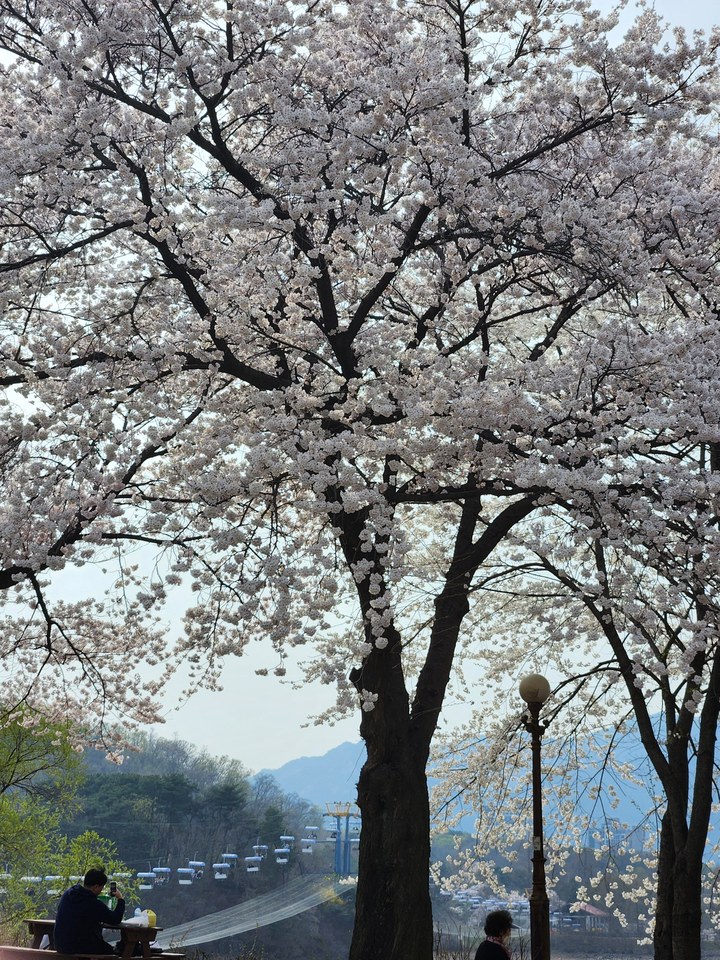 서울대공원 봄 나들이